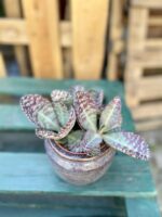 Zdjęcie rosliny doniczkowej Kalanchoe humilis Desert Surprise, ujęcie 2