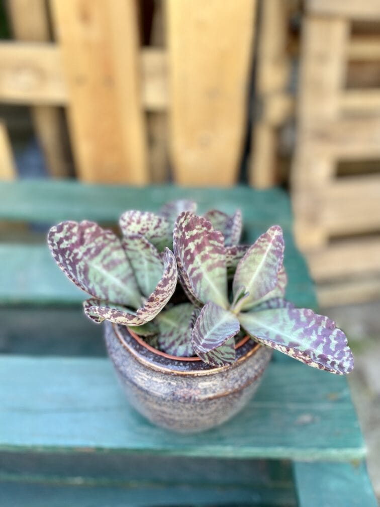 Zdjęcie rosliny doniczkowej Kalanchoe humilis Desert Surprise, ujęcie 2
