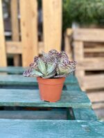 Zdjęcie rosliny doniczkowej Kalanchoe humilis Desert Surprise, ujęcie 3