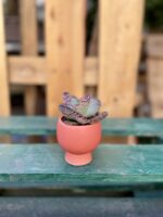 Zdjęcie rosliny doniczkowej Kalanchoe humilis Desert Surprise, ujęcie 1