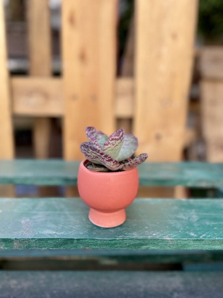 Zdjęcie rosliny doniczkowej Kalanchoe humilis Desert Surprise, ujęcie 1