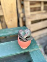 Zdjęcie rosliny doniczkowej Kalanchoe humilis Desert Surprise, ujęcie 2