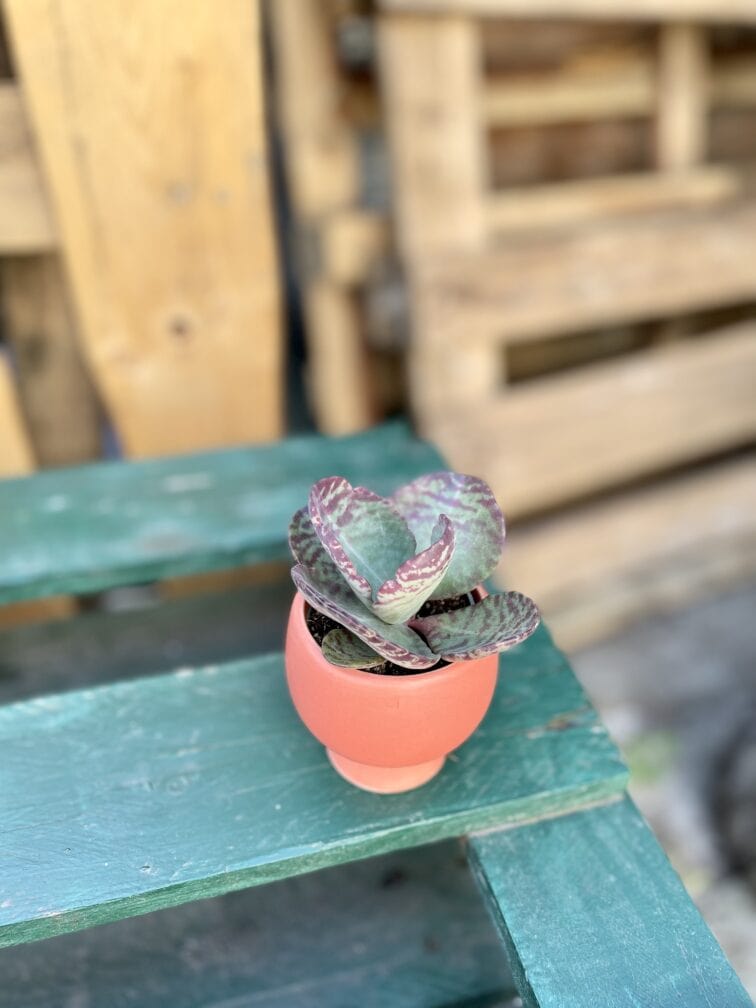 Zdjęcie rosliny doniczkowej Kalanchoe humilis Desert Surprise, ujęcie 2