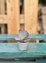 Zdjęcie rosliny doniczkowej Kalanchoe humilis Desert Surprise, ujęcie 3