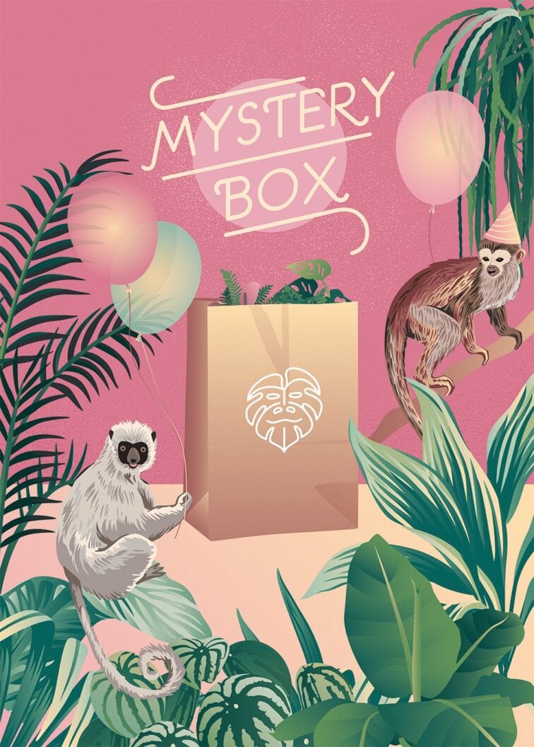 Zdjęcie rosliny doniczkowej Mystery Box Wybór Izy Mix, ujęcie 1
