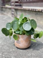 Zdjęcie doniczki lub oslonki: Osłonka Clay 12 × 13 cm, ujęcie 2