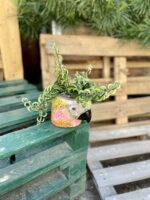Zdjęcie doniczki lub oslonki: Osłonka Dzwoni Papuga Ara 10 × 12 cm, ujęcie 3