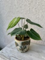 Zdjęcie doniczki lub oslonki: Osłonka Livistonia 14 × 16 cm, ujęcie 2