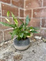 Zdjęcie doniczki lub oslonki: Osłonka Opona 9 × 9 cm, ujęcie 2