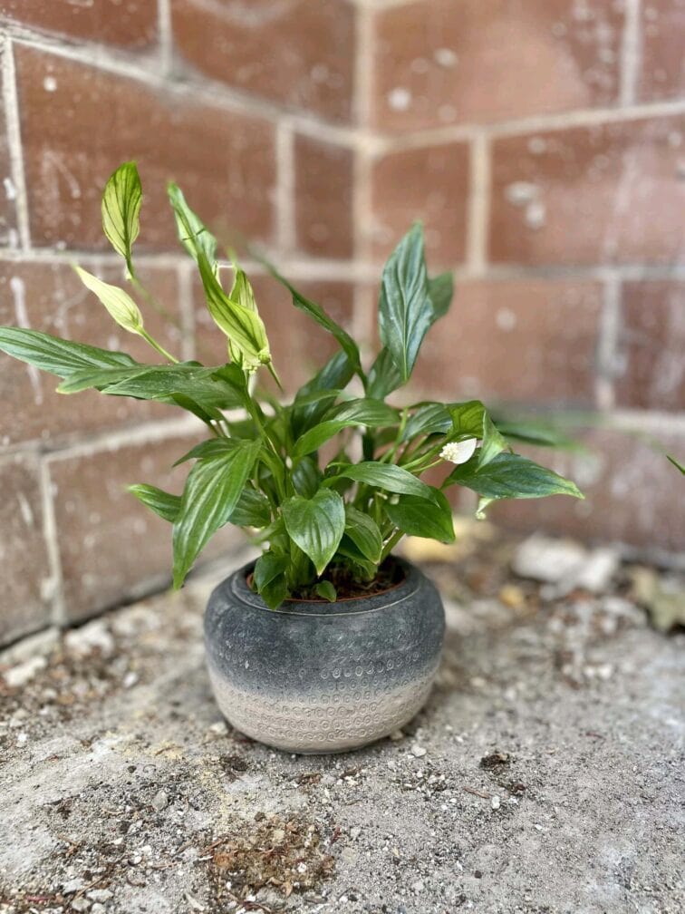 Zdjęcie doniczki lub oslonki: Osłonka Opona 9 × 9 cm, ujęcie 2