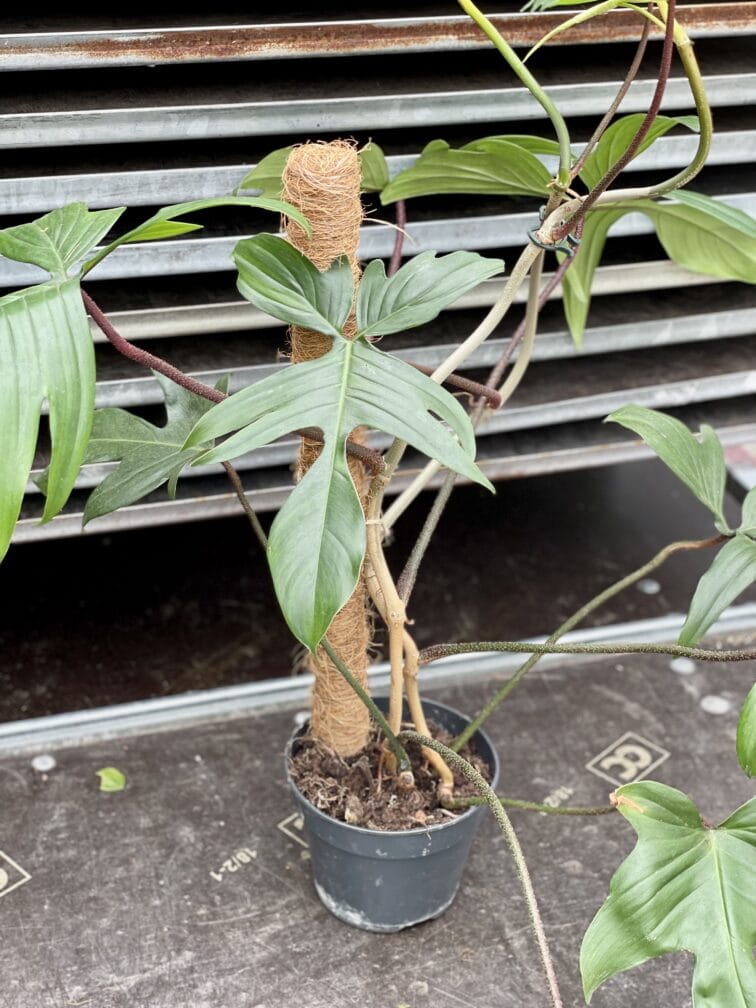 Zdjęcie akcesoria Palik kokosowy 40cm, ujęcie 2