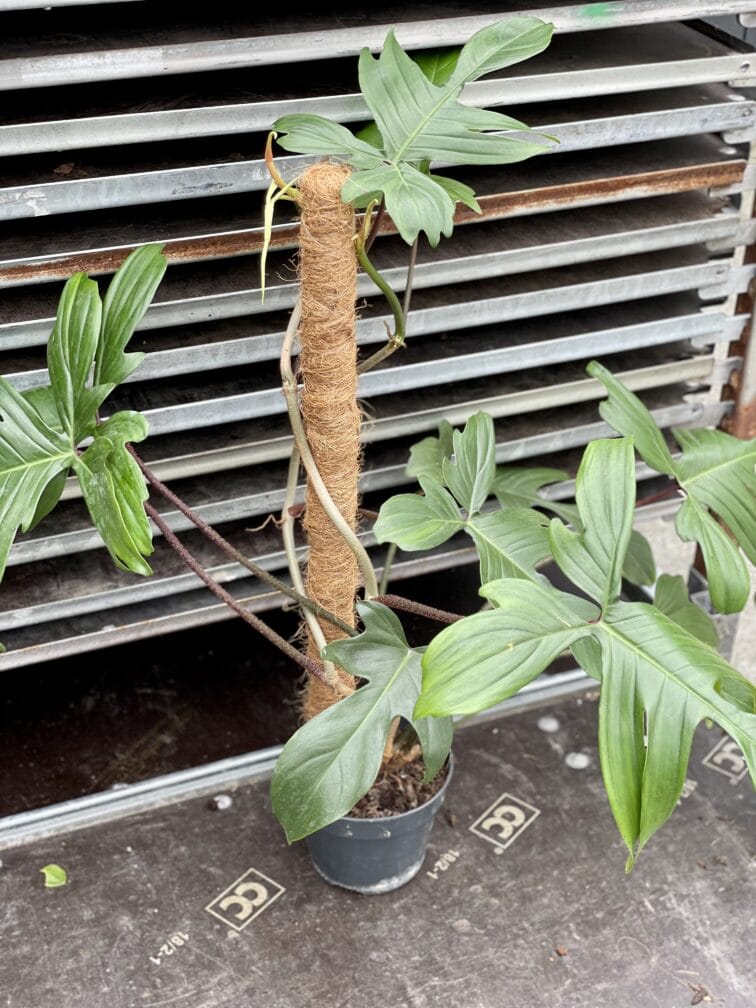 Zdjęcie akcesoria Palik kokosowy 60cm, ujęcie 2