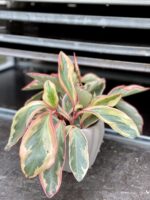 Zdjęcie rosliny doniczkowej Peperomia clusiifolia 'Jelly', ujęcie 1