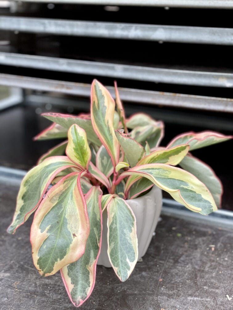 peperomia-clusiifolia-jelly_11x25-1_1654335255.jpg Zdjęcie rosliny doniczkowej Peperomia clusiifolia 'Jelly', ujęcie 1