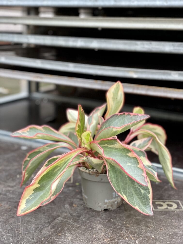 Zdjęcie rosliny doniczkowej Peperomia clusiifolia 'Jelly', ujęcie 2