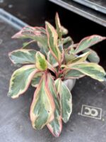 Zdjęcie rosliny doniczkowej Peperomia clusiifolia 'Jelly', ujęcie 3