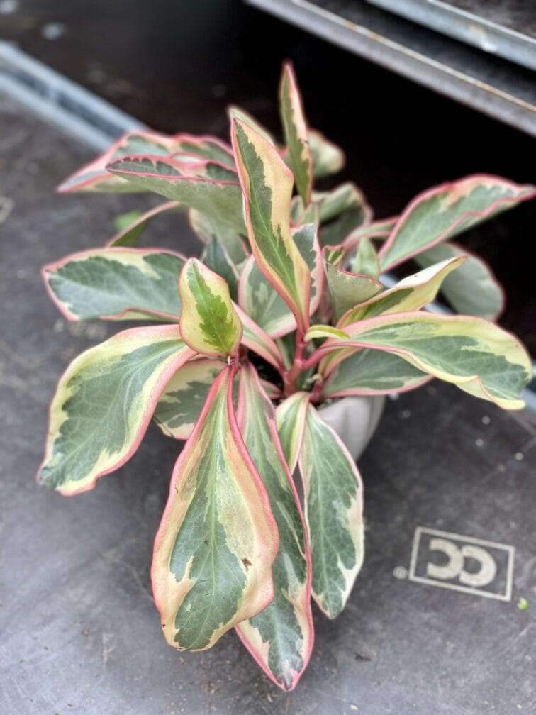 Zdjęcie rosliny doniczkowej Peperomia clusiifolia 'Jelly', ujęcie 3