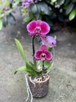 Zdjęcie rosliny doniczkowej Phalaenopsis Angel Fall, ujęcie 1