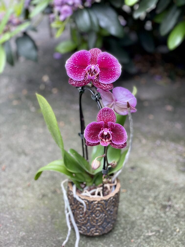 Zdjęcie rosliny doniczkowej Phalaenopsis Angel Fall, ujęcie 1