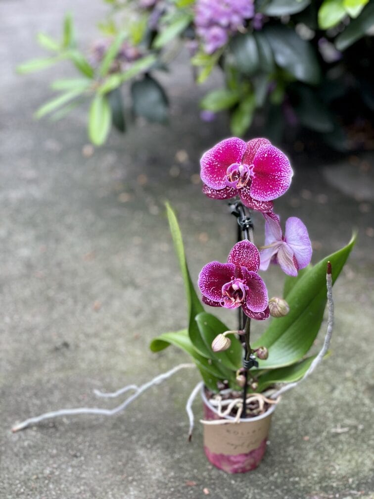 Zdjęcie rosliny doniczkowej Phalaenopsis Angel Fall, ujęcie 2