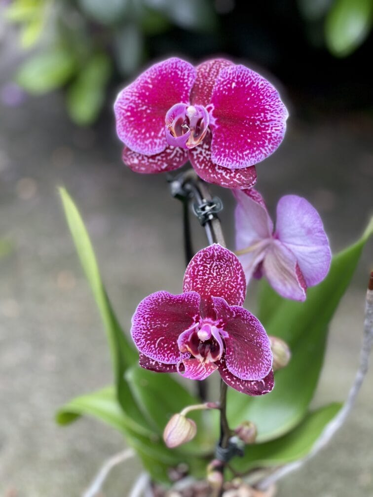 Zdjęcie rosliny doniczkowej Phalaenopsis Angel Fall, ujęcie 3