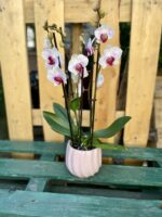 Zdjęcie rosliny doniczkowej Phalaenopsis Denver (Storczyk), ujęcie 1
