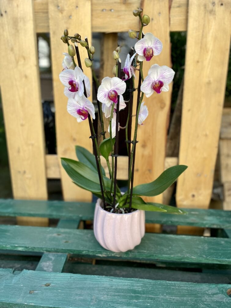 Zdjęcie rosliny doniczkowej Phalaenopsis Denver (Storczyk), ujęcie 1