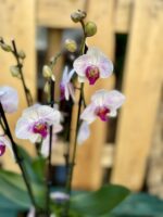 Zdjęcie rosliny doniczkowej Phalaenopsis Denver (Storczyk), ujęcie 2