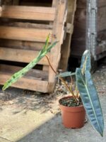 Zdjęcie rosliny doniczkowej Philodendron Billietiae, ujęcie 1