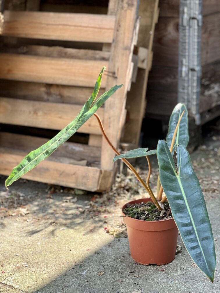 Zdjęcie rosliny doniczkowej Philodendron Billietiae, ujęcie 1