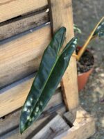 Zdjęcie rosliny doniczkowej Philodendron Billietiae, ujęcie 2