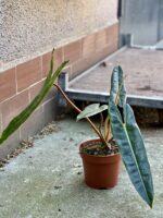 Zdjęcie rosliny doniczkowej Philodendron Billietiae, ujęcie 4