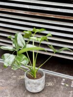 Zdjęcie rosliny doniczkowej Philodendron Fun Bun, ujęcie 1