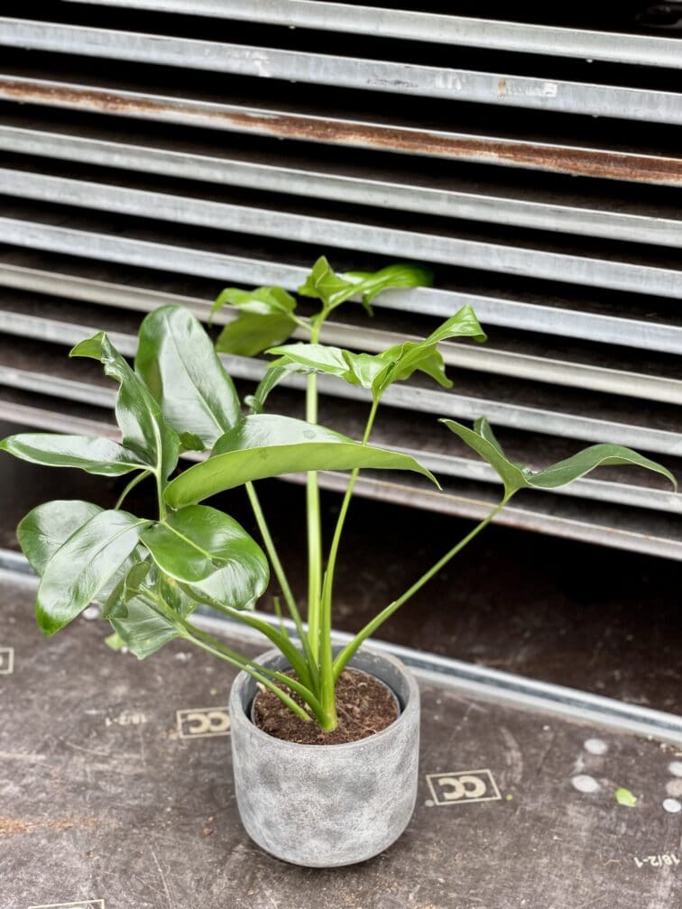 Zdjęcie rosliny doniczkowej Philodendron Fun Bun, ujęcie 1