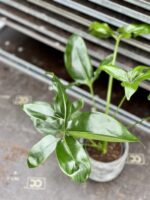 Zdjęcie rosliny doniczkowej Philodendron Fun Bun, ujęcie 2