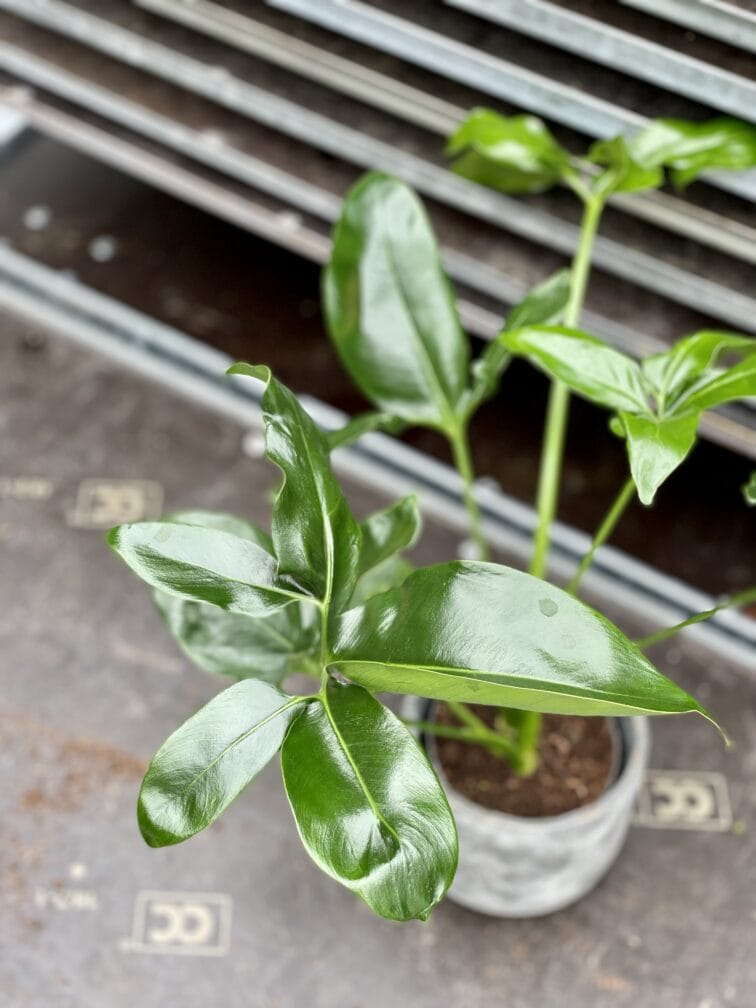 Zdjęcie rosliny doniczkowej Philodendron Fun Bun, ujęcie 2
