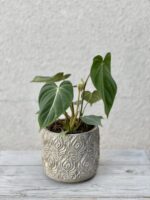 Zdjęcie rosliny doniczkowej Philodendron gloriosum, ujęcie 1