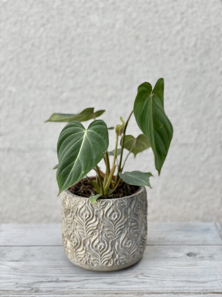 Zdjęcie rosliny doniczkowej Philodendron gloriosum, ujęcie 1