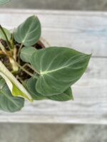 Zdjęcie rosliny doniczkowej Philodendron gloriosum, ujęcie 2