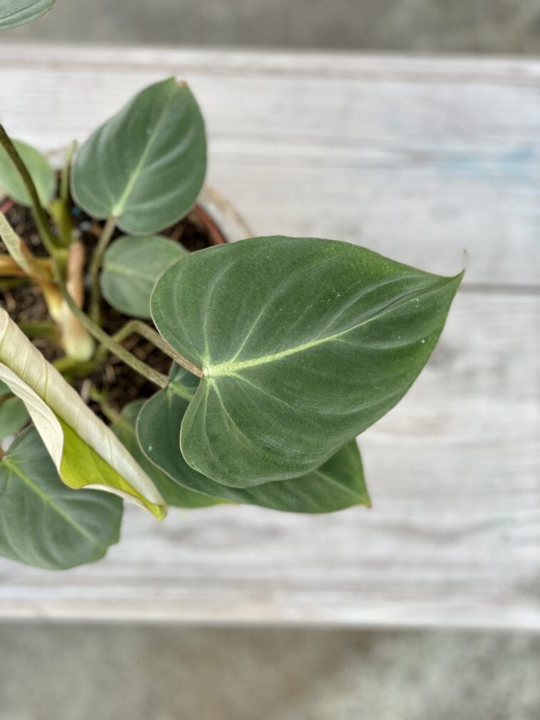 Zdjęcie rosliny doniczkowej Philodendron gloriosum, ujęcie 2