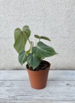 Zdjęcie rosliny doniczkowej Philodendron gloriosum, ujęcie 3