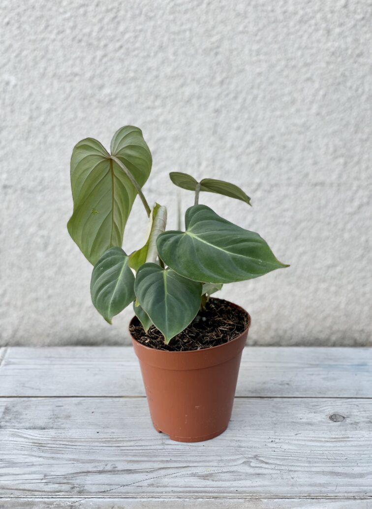 Zdjęcie rosliny doniczkowej Philodendron gloriosum, ujęcie 3