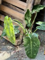 Zdjęcie rosliny doniczkowej Philodendron José Buono, ujęcie 1