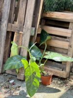 Zdjęcie rosliny doniczkowej Philodendron José Buono, ujęcie 2