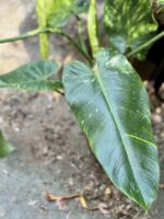 Zdjęcie rosliny doniczkowej Philodendron José Buono, ujęcie 3