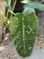 Zdjęcie rosliny doniczkowej Philodendron José Buono, ujęcie 4