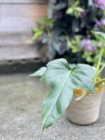 Zdjęcie rosliny doniczkowej Philodendron Lime Fiddle, ujęcie 2