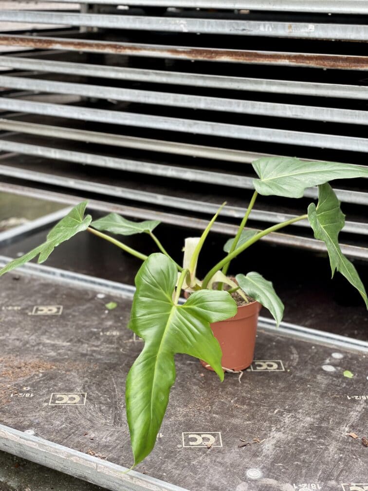 Zdjęcie rosliny doniczkowej Philodendron Lime Fiddle, ujęcie 3