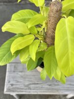 Zdjęcie rosliny doniczkowej Philodendron Malay Gold, ujęcie 2