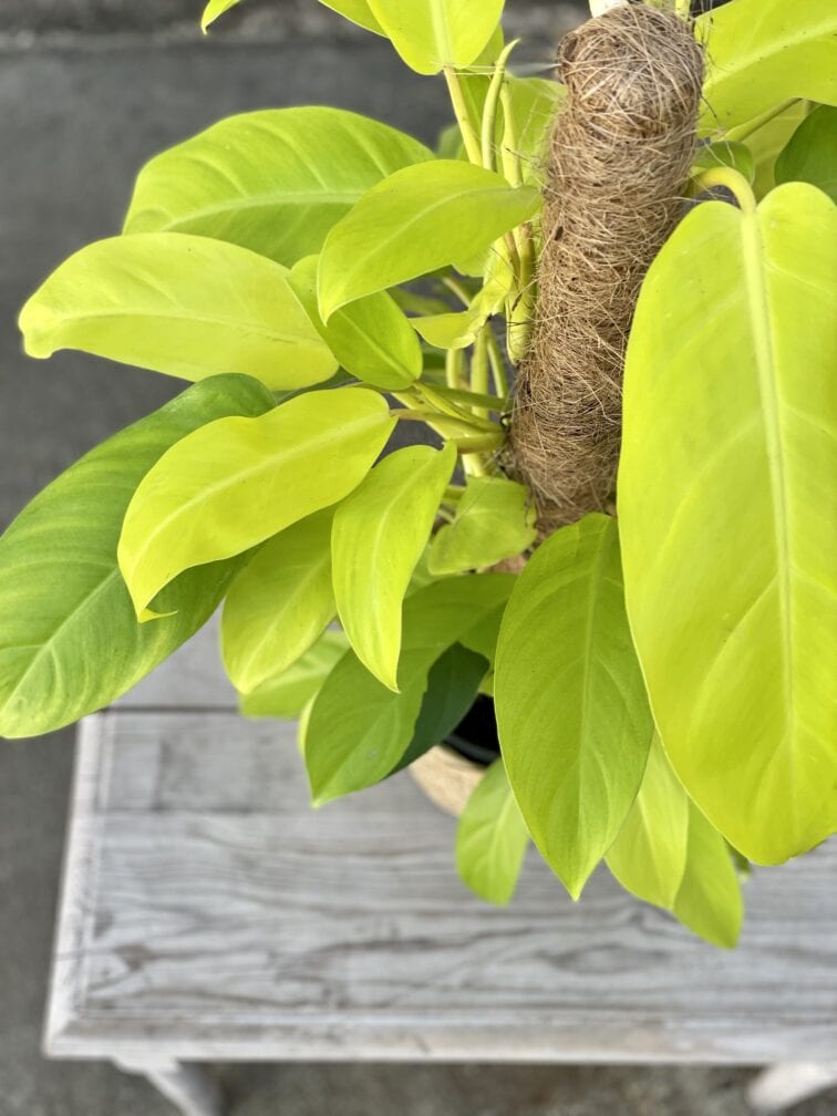 Zdjęcie rosliny doniczkowej Philodendron Malay Gold, ujęcie 2